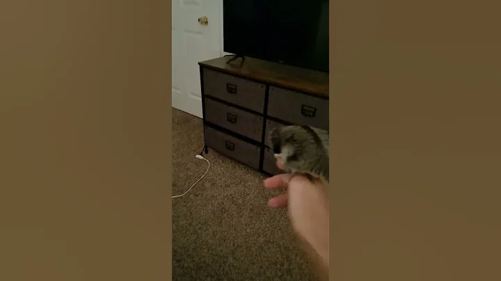 Hanging out with the sugar glider twins