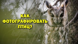 видео: Как фотографировать птиц? Про объективы, технику и другое картинка: Как фотографировать птиц? Про объективы, технику и другое