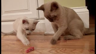 Burmese Kitten vs. HEX BUG! So cute!