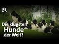 Hundetraining und -challenge: Sind Border Collies die klügsten Hunde der Welt? | Gut zu wissen | BR