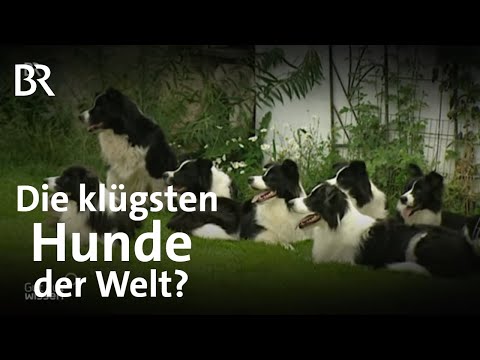 Video: Millised on Bordercollie imelikud harjumused?