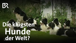 Hundetraining und challenge: Sind Border Collies die klügsten Hunde der Welt? | Gut zu wissen | BR