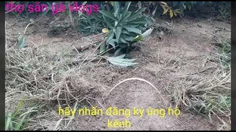 bẫy cút rừng nhanh nhất năm l tập 1 l #thosangavlogs.