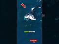 “Rare Drone Footage: Orcas Hunting While a Humpback Whale Feasts!” #short #seaanimal #orcas #whale