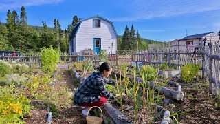 Summers End, Garlic Harvest, Chicks and Homeschool | The Homestead Diaries Ep.40