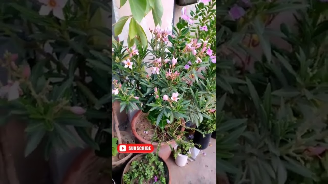 #oleander