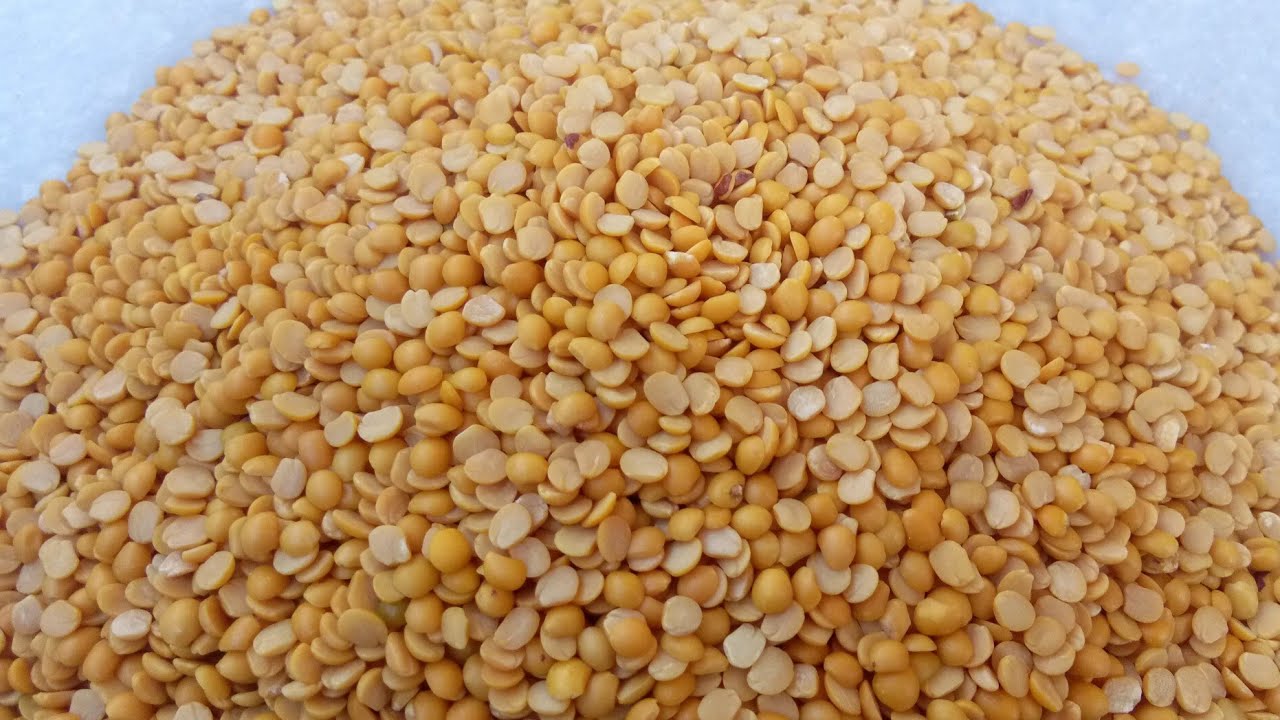 Red Gram Benefits Toor Dal Health Benefits Uses Kandi Pappu red-gram-benefits-toor-dal-health-benefits-uses-kandi-pappu