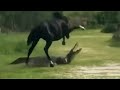 Версус! Лошадь против крокодила и другие эпичные битвы животных!