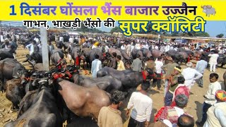 1 दिसंबर घोंसला भैंस बाजार, उज्जैन | टॉप क्वालिटी भाखड़ी भैंसों की आज की कीमतें 🔥 | ghosla mandi 