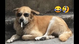 Animal funny video  |Funny Video😂🤣|cat and dog funny video|#video #viralvideo  #1million #subscribe