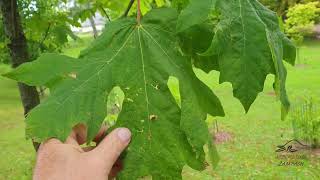 Acer macrophyllum javor velkolistý