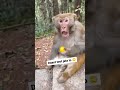 बंदर से मजक पड़ा भारी #funnyanimalsvideos monkey #comedyvideos 🤣🤣🤣🤣