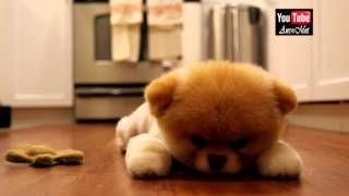 Boo Is Going Too Sleep - The Worlds Cutest Dog