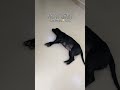 La dio vergüenza 🤣🤣 #humor #parati #viral #cachorrosdivertidos #fyp