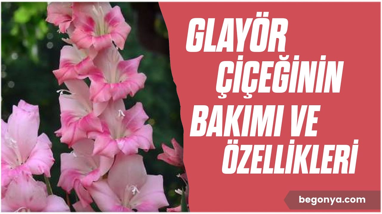Glayör Çiçeğinin Bakımı ve Özellikleri