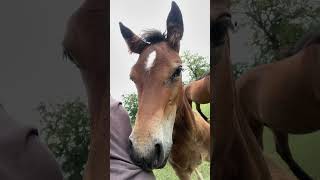 Hâte qu’elle arrive et à la fois de la laisser grandir dans son élevage#equitation #poulain