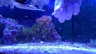 Hand Feeding Dwarf Cuttlefish