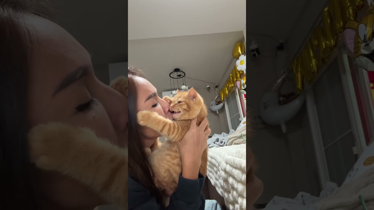 กินเก่งโตไวมาก #cat #แมว #cute #cutecat #funnycats #kitten #pets #funny