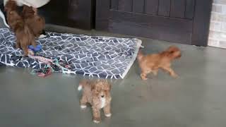F1B Cavapoo Puppies For Sale
