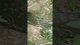 Python Goes In A Hole 🐍🐍🐍 #Wildlife #Safari