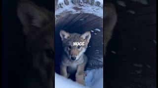 He Saved A Wolf From A Bear What Happened Next Was Unreal 