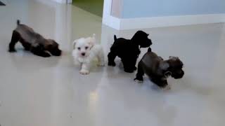 Miniature Schnauzer Puppies For Sale