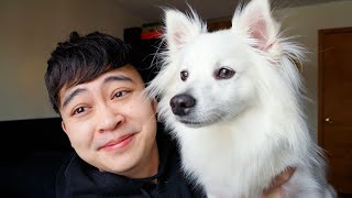 A Day in the Life with an American Eskimo Puppy