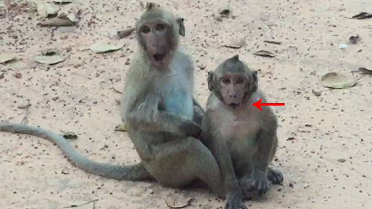 Monkey Sweet Pea Crying cos Angry Popeye mom