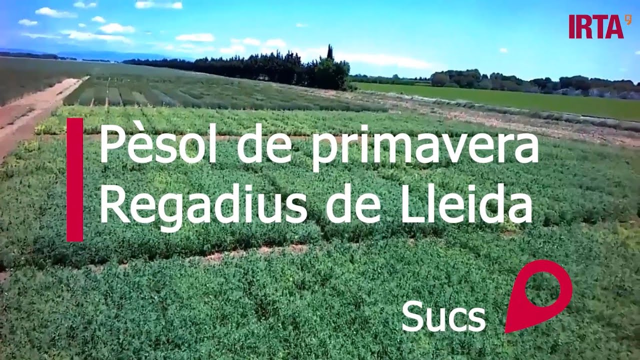 Varietats pèsol de primavera (regadius de Lleida). Campanya 2020-21.