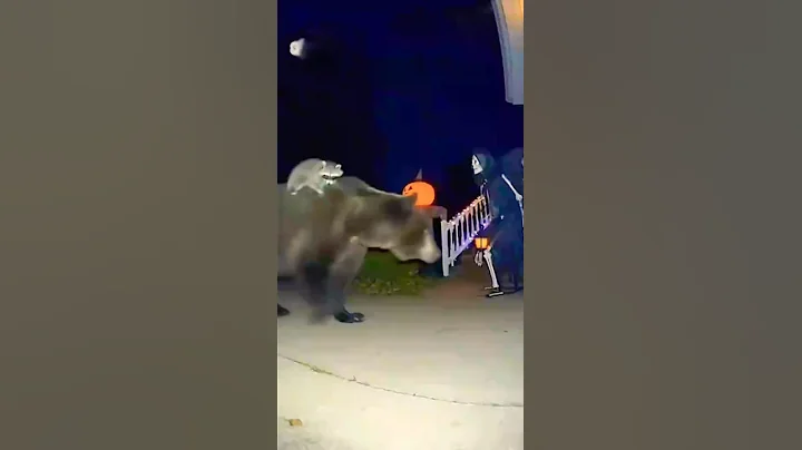 Halloween Scare! Skeleton Freaks Out the Bear 😱💀