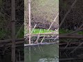 ផ្កាកំប្លោក