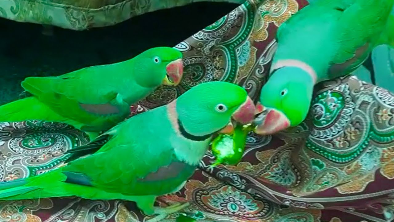 Beautiful Parrots Eating Green Chili YouTube