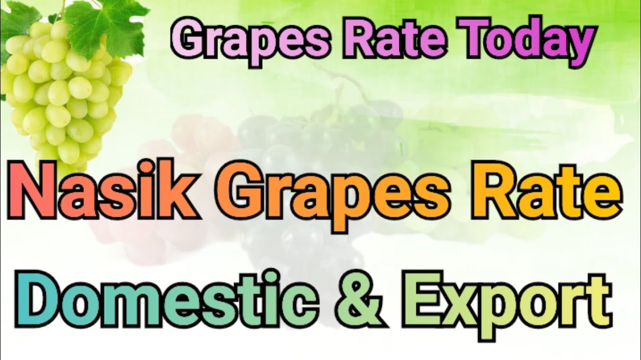 Green Grapes Rate Today Nashik Grapes Farming Grapes Market 