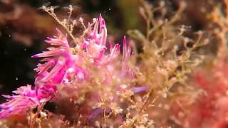 Sea Slug Facelinidae