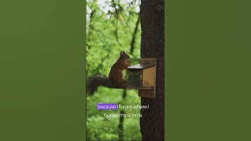 Squirrels: The Accidental Arborists 🐿️ | #Squirrels #TreeLife #AccidentalArborists