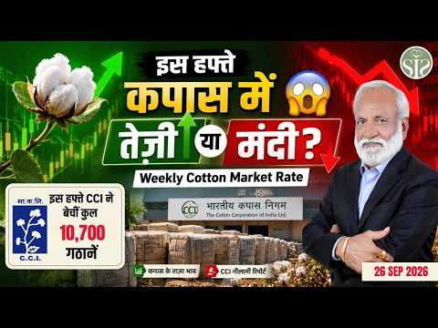 साप्ताहिक कपास रिपोर्ट 😱 तेज़ी या मंदी? Weekly Cotton Market 26 Sep 2026