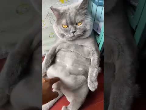 Belly tickling a cat🥰🥰 #cat #cutecat