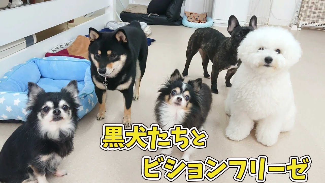 黒犬たちとビションフリーゼ 🐶ひみつきちなう！①🐶 (チワワ 柴犬