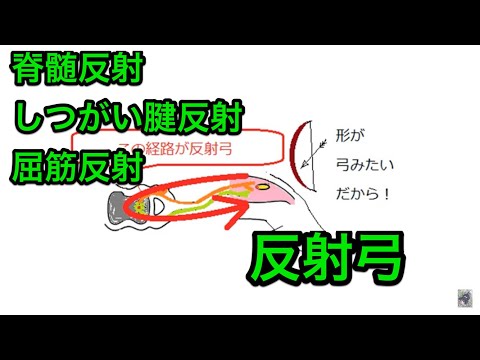 脊髄反射（しつがい腱反射、屈筋反射）　反射弓　高校生物　spinal reflex, reflex arc, biology lecture