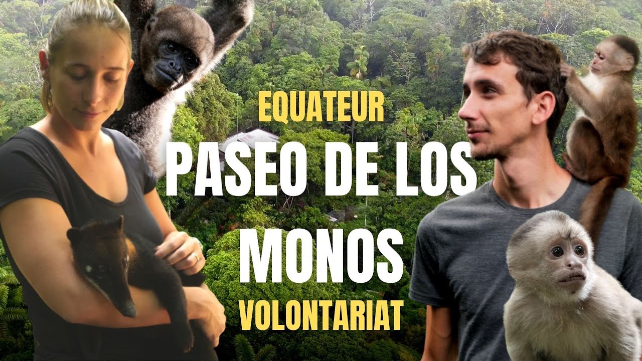 Les singes en Équateur, Informations