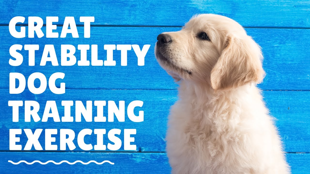 Stability Dog Great Stability Dog Training Exercise! - YouTube