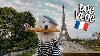 My Dog travels to France (funniest & cutest moments)