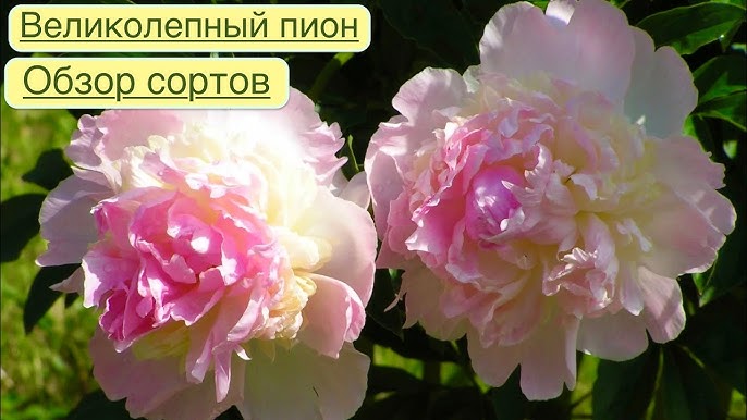 Пион Александр Флеминг Пион Александр Флеминг