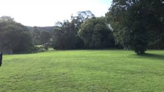 Molly flat work