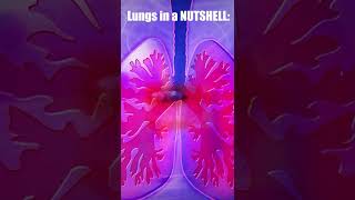 Watch In A Nutshell Lungs video