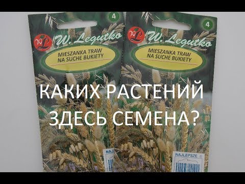 Видео: Зимни култури с покрити семена