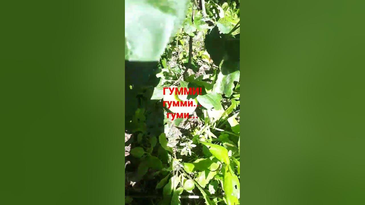 ГУММИ!!! - YouTube