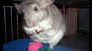 PICO the Chinchilla asks for your VOTE (2010 CHINCHILLA OF THE YEAR) PICO the Chinchilla asks for your VOTE (2010 CHINCHILLA OF THE YEAR)