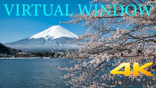 【4K】Mt. Fuji with Cherry Blossoms at Lake Kawaguchi【Window Scenery】