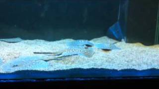 Freshwater Stingray tank feeding